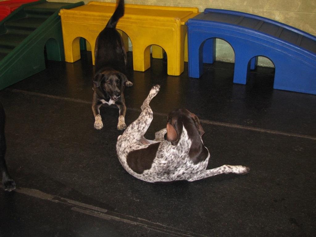 Dog at play at High Tails' Doggy Daycare