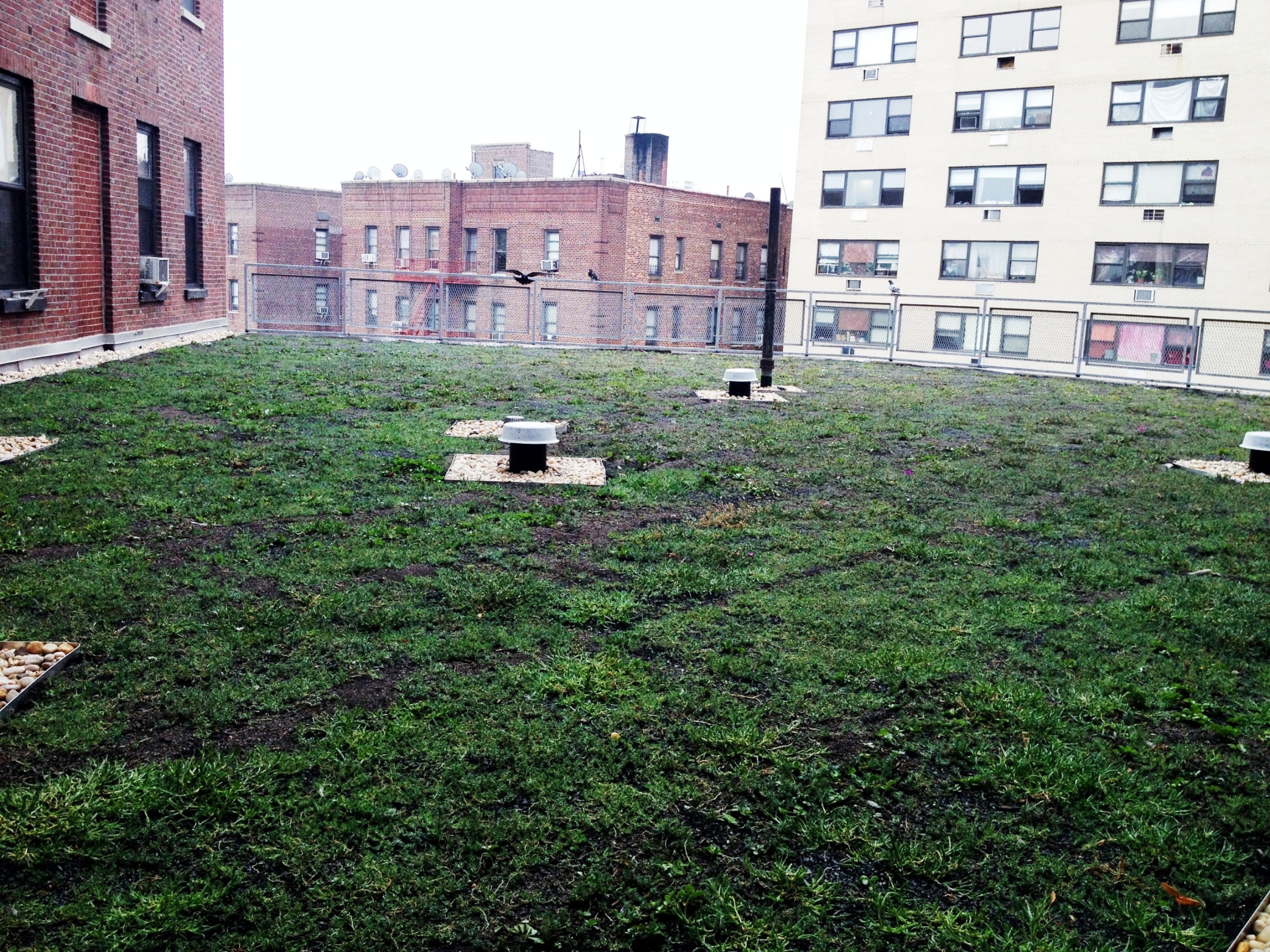 Xero Flor Green Roof at the Findlay Teller Apartments