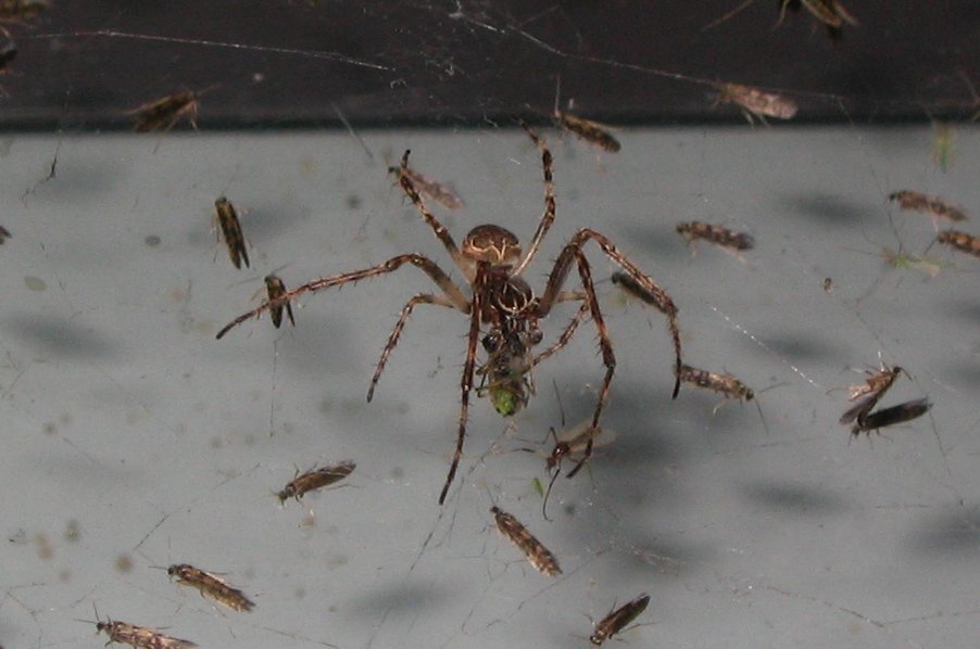 My Cleaning Products Releases Tip Sheet to Kill Spiders Without Using ...