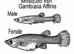 The Eastern Mosquito Fish