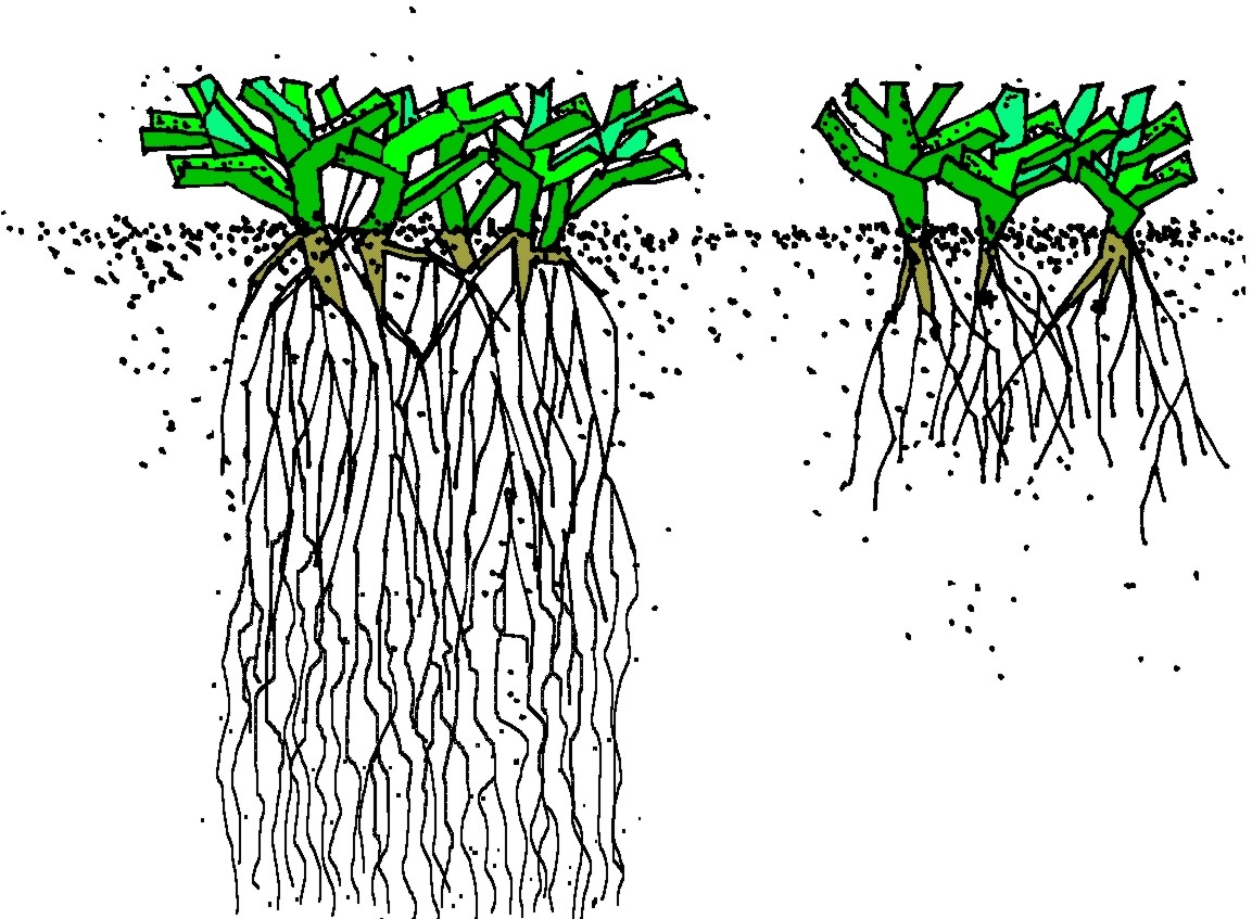 Efficient Plant and Roots