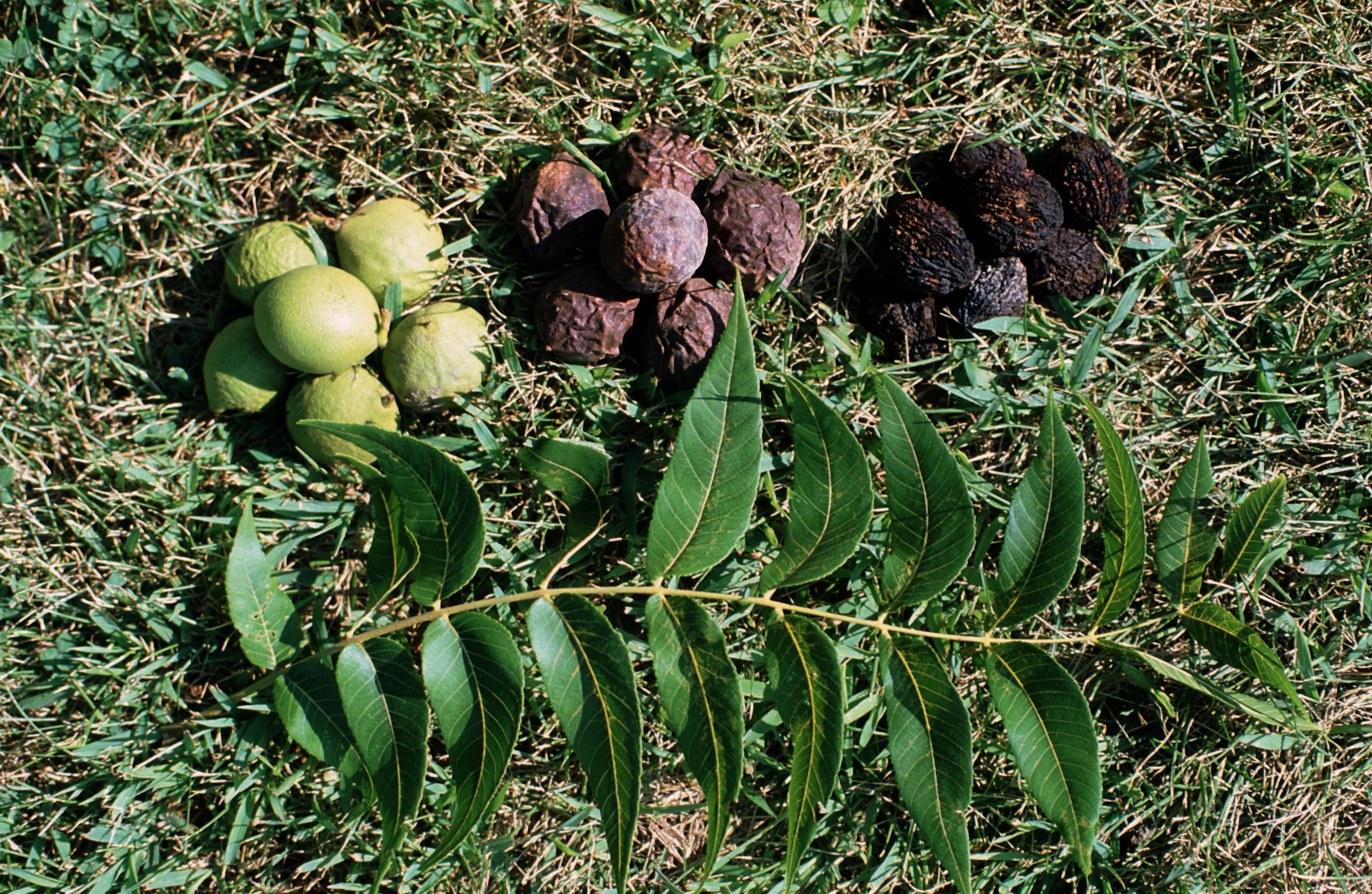 Squirrels especially enjoy black walnuts and often gather them up before the tree's owner can.