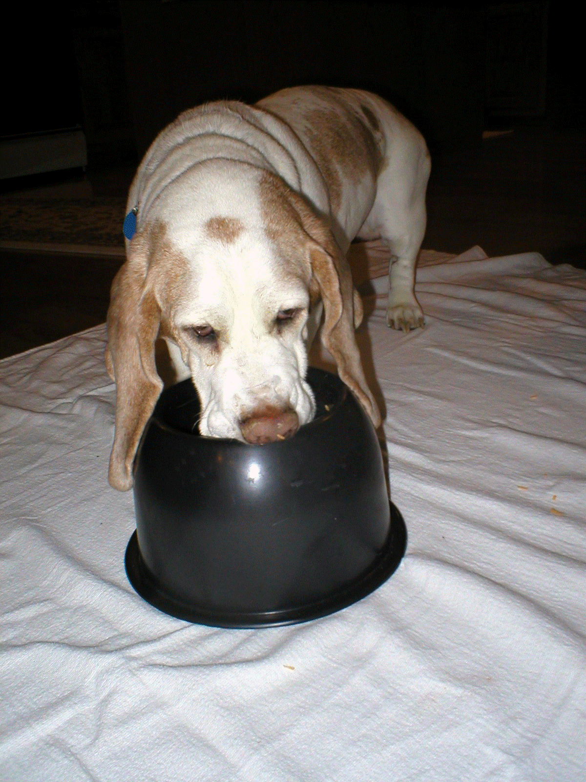 Loving his No Ears In Here bowl!