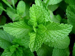 home remedies for abdominal pain