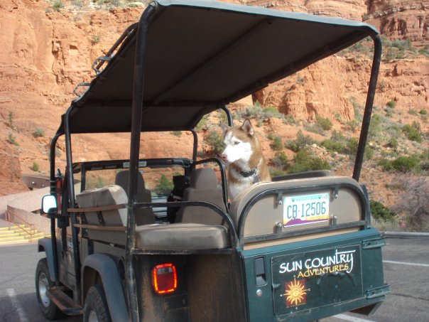 Dog Friendly Jeep Tours