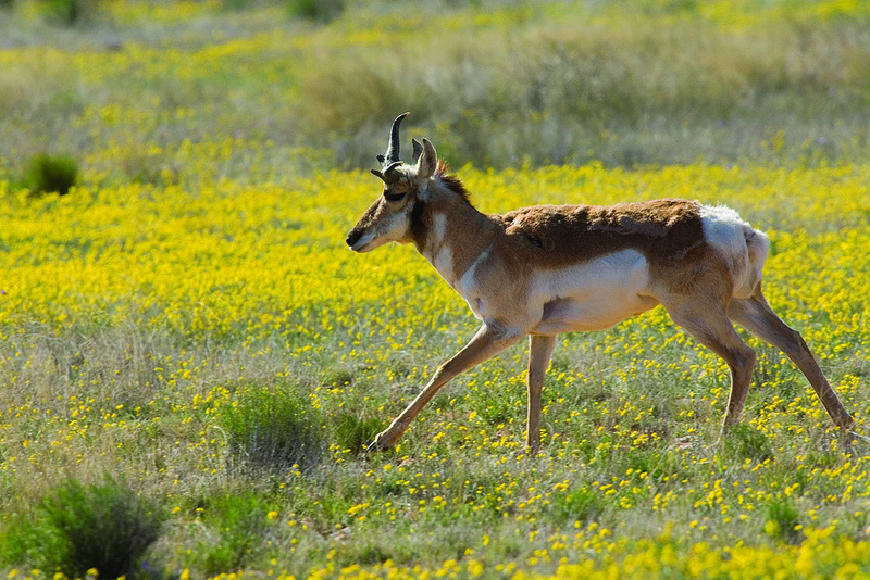 This pronghorn, the North American counterpart to Africa’s antelopes, and other large herbivores help conserve grassland biodiversity as they graze, a new study shows. Photo: Steve Hillebrand, USFWS