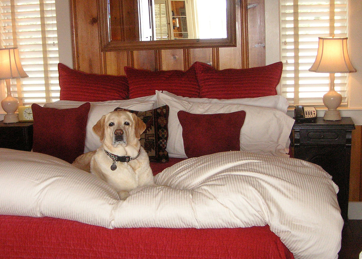 Dogtrekker's research lab, Kayla, tests a bed at Nick's Cove