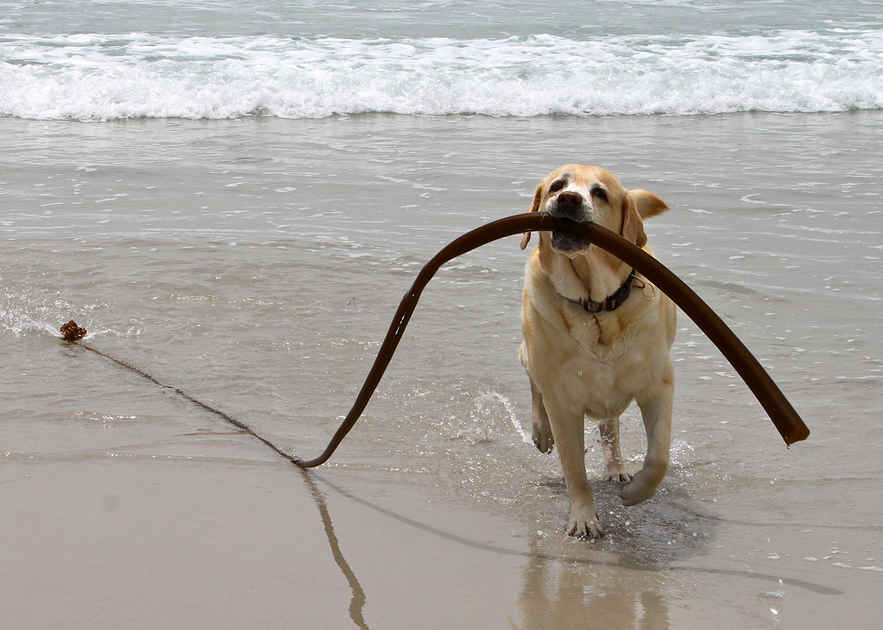 Dogtrekker's research lab, Kayla, checks out Carmel Beach