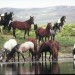 Wild horse herds live in Sweetwater County, Wyo.