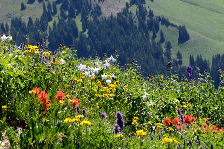 Warming throws off wildflowers' bloom cycle