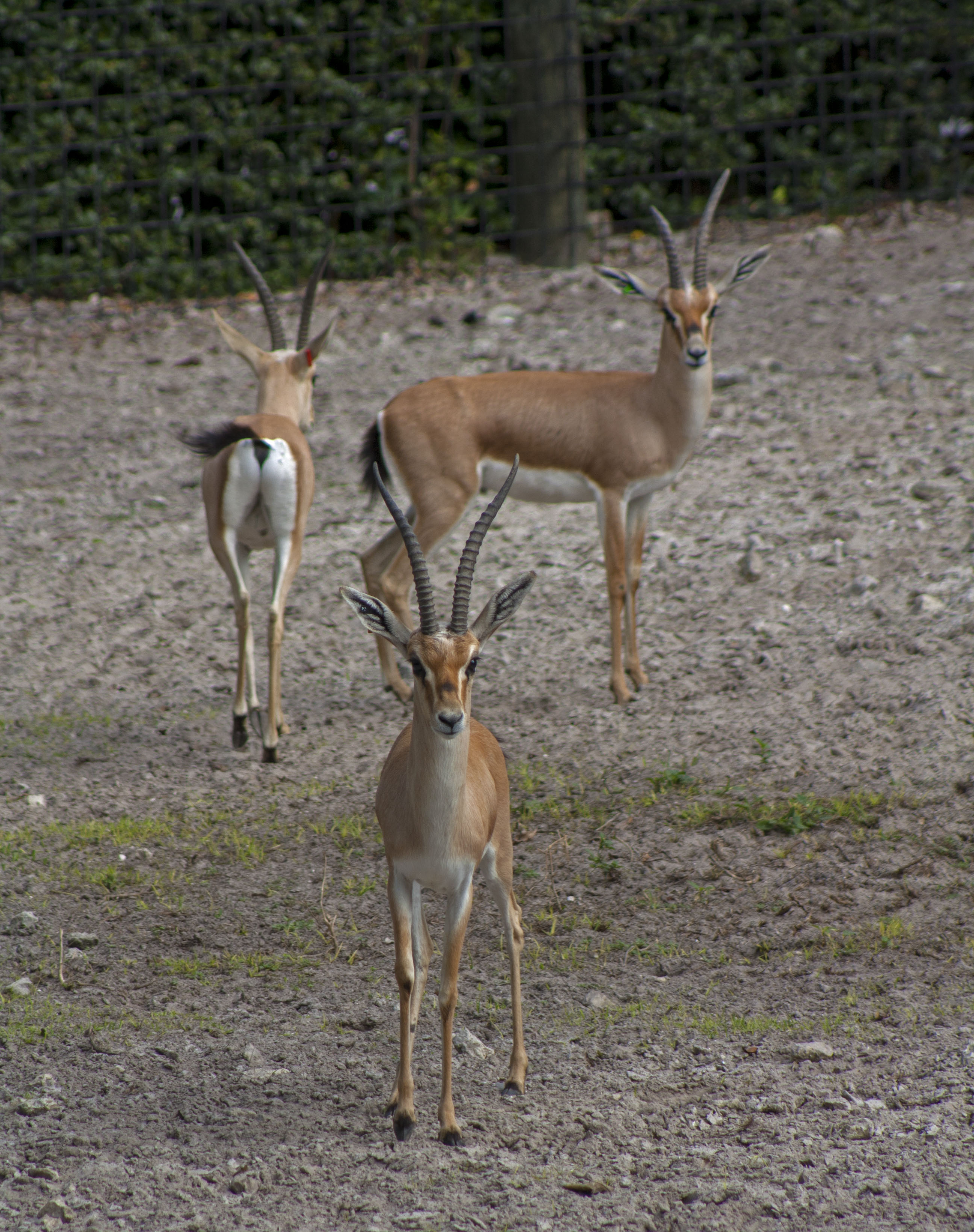 As part of a Species Survival Plan®, a trio of endangered slender-horned gazelles can now be seen at Naples Zoo.