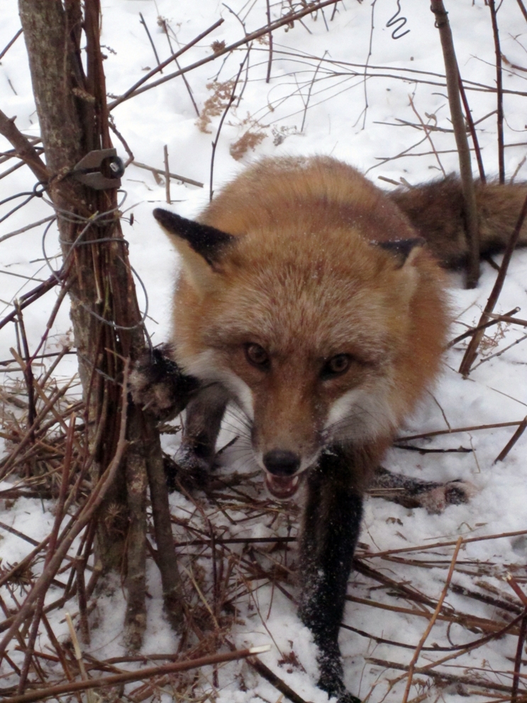 Red Fox in Trap