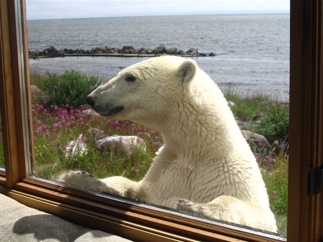 Arctic Canada Seal River Heritage Lodge Bear