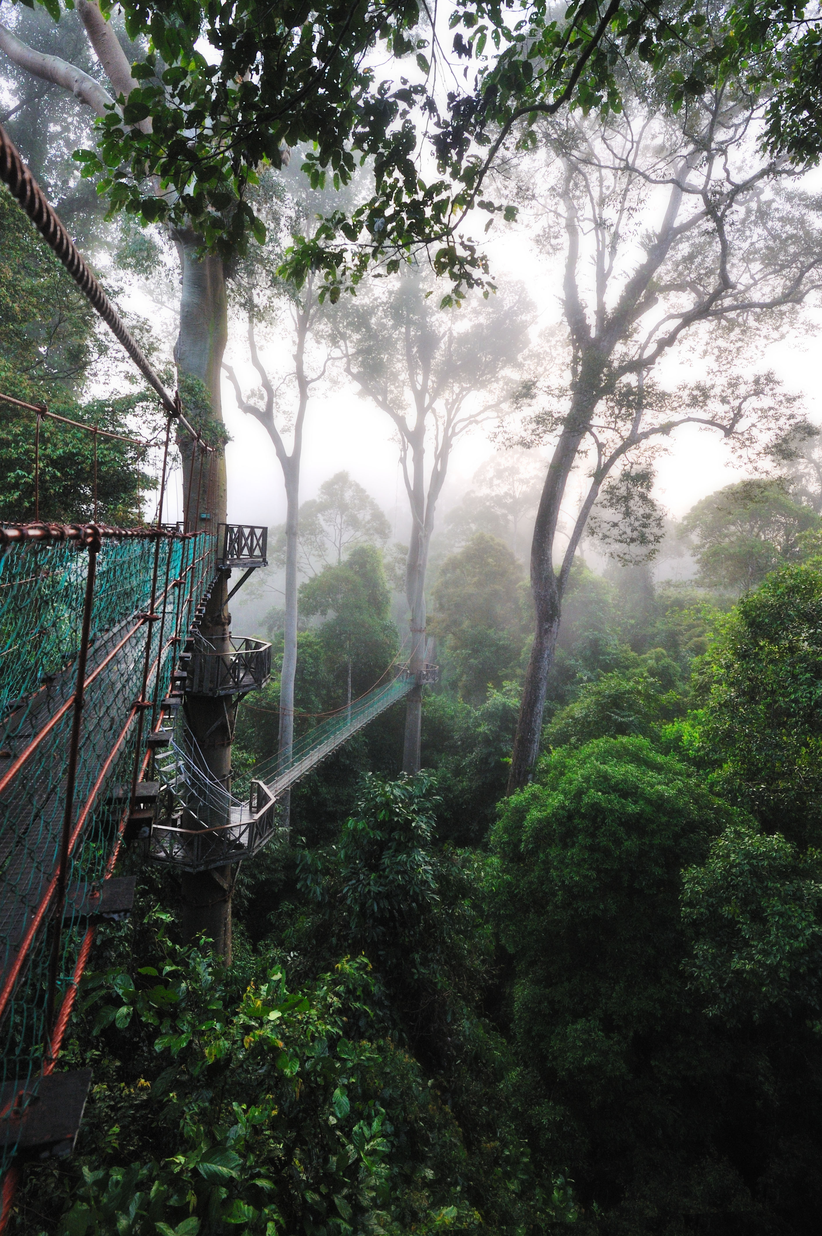Borneo Rainforest Lodge Canopy Walk