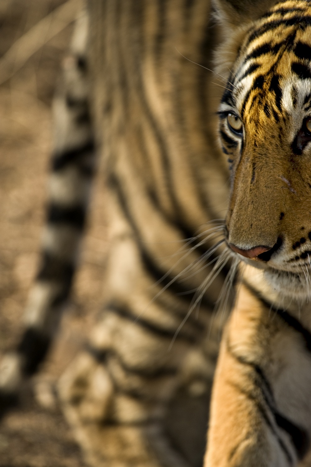 Bengal Tiger copyright Andy Rouse