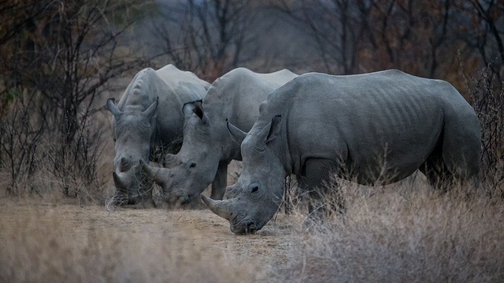 Namibia Black Rhino Copyright Richard Denyer