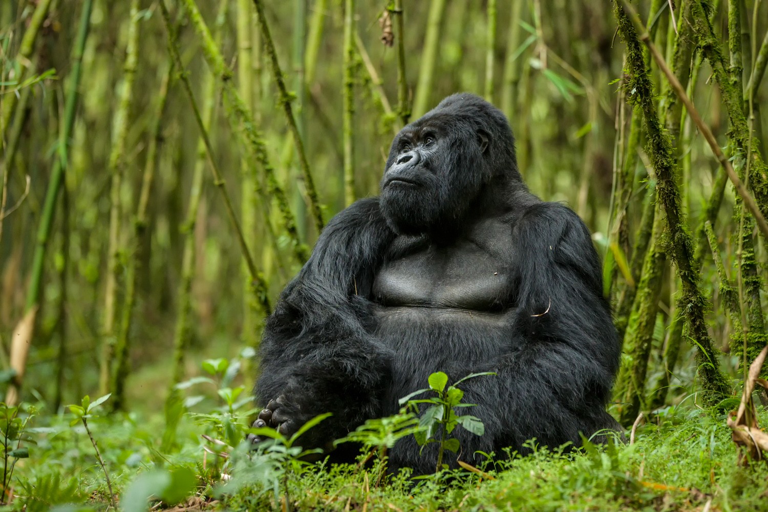 Rwanda Mountain Gorilla copyright Richard Denyer