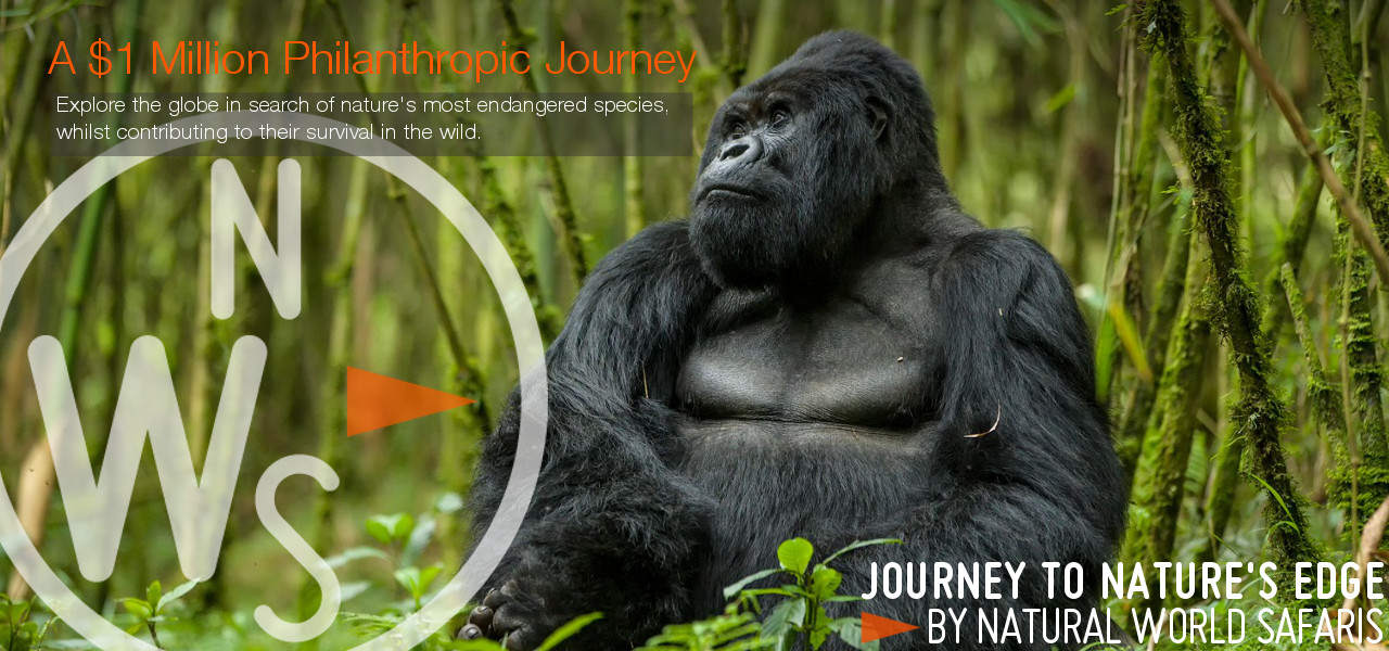 Journey To Natures Edge Gorilla