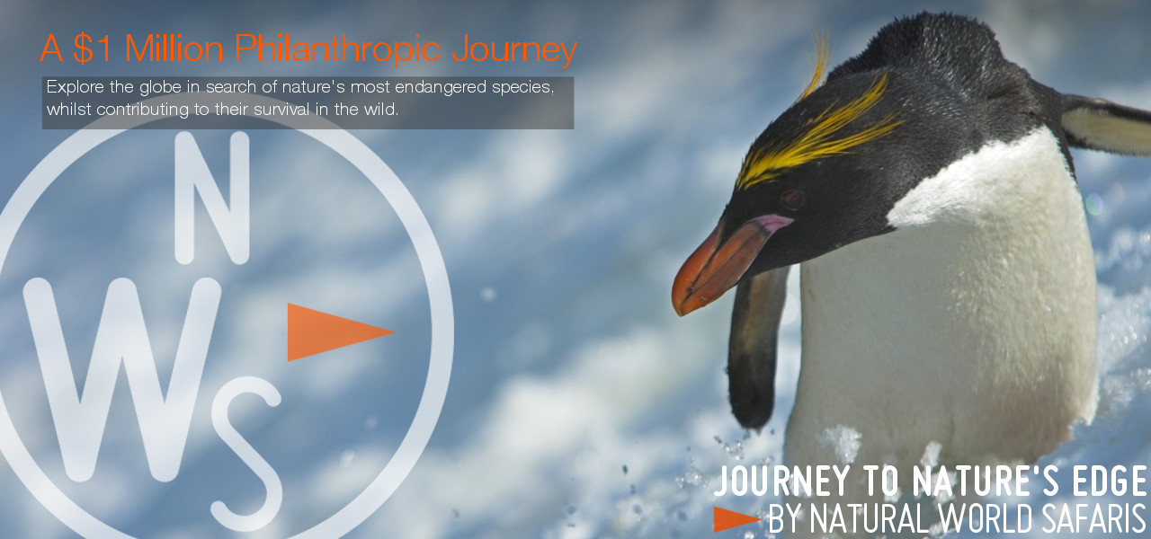 Journey to Natures Edge Penguin