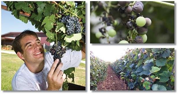 the complete grape growing system