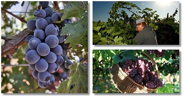 the complete grape growing system