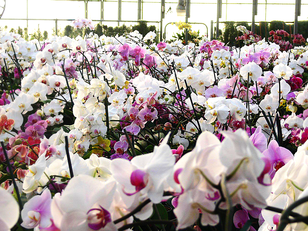 Thousands of blooming orchids