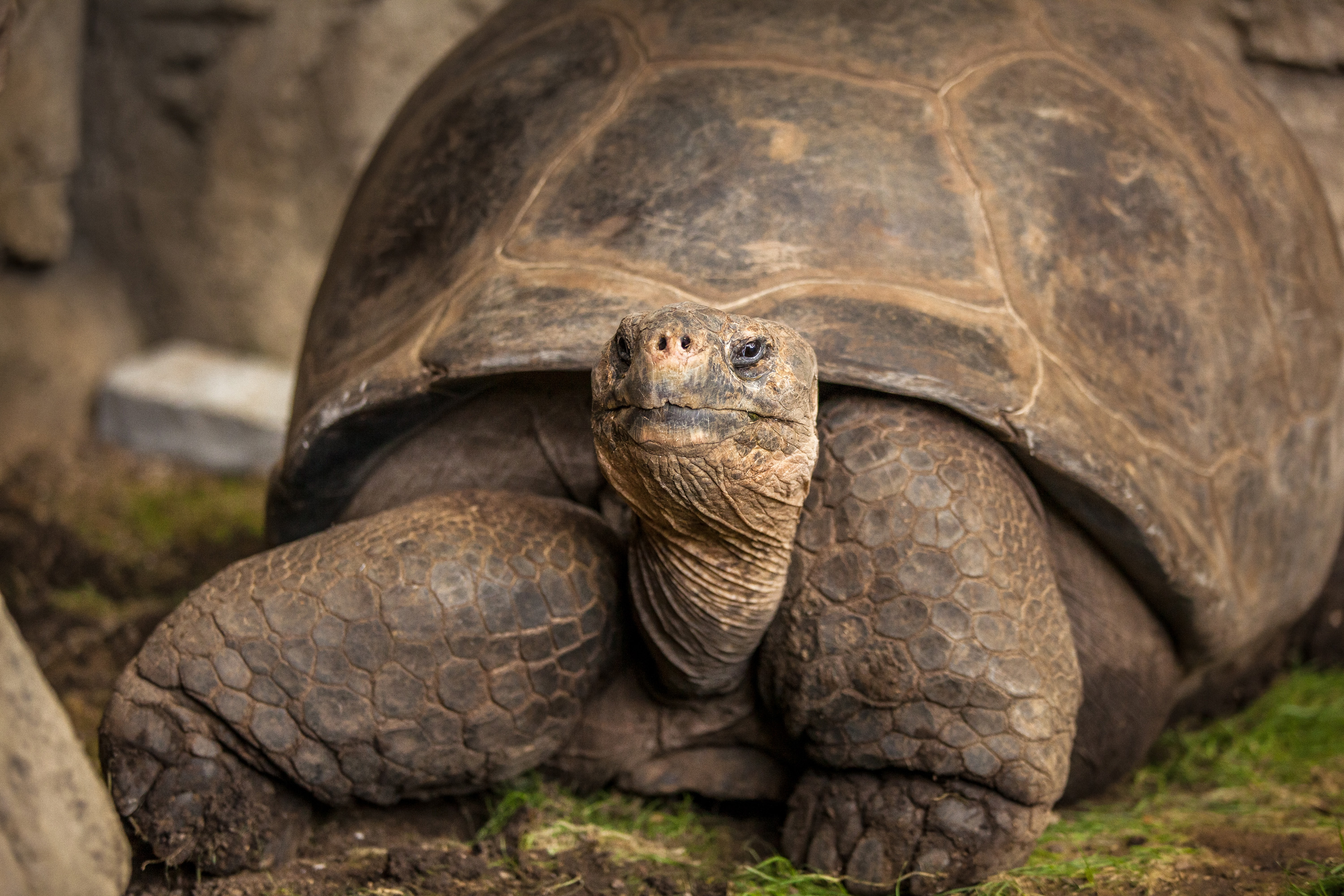 See Bravo the Galapagos Tortoise before He’s Galapa-