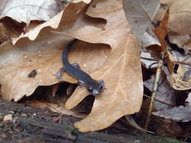 Salamanders shrinking as their habitat gets hotter, drier