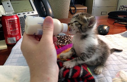 Orphaned kitten bottle feeding