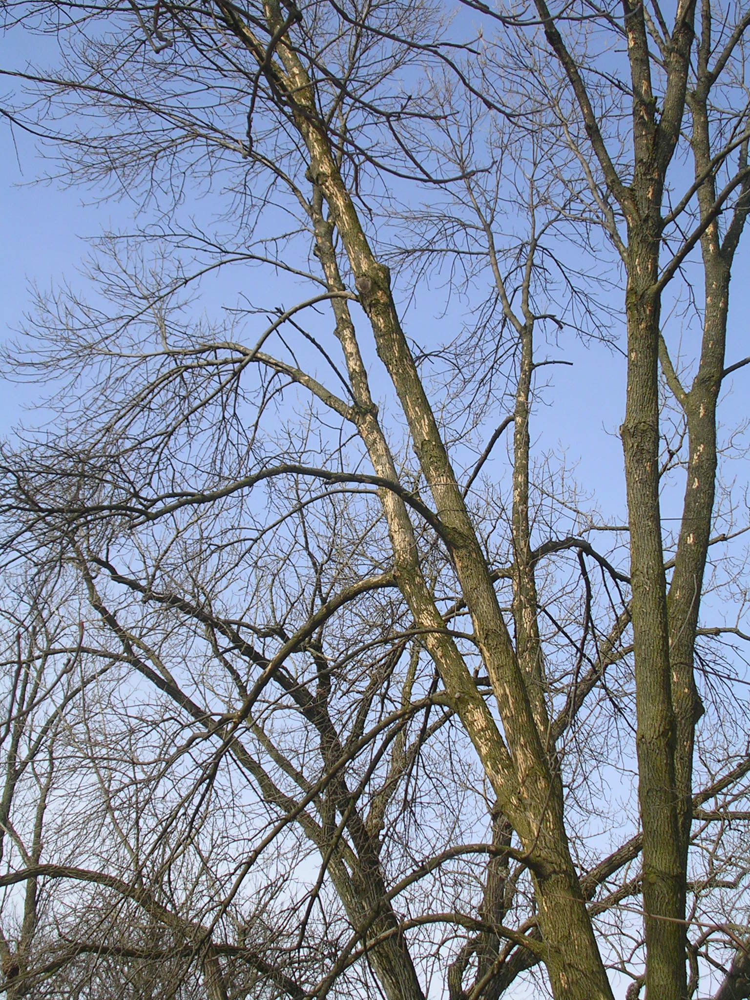 Look up! Pay close attention to the crown, or top of the tree