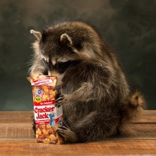 Cracker Jack Raccoon
