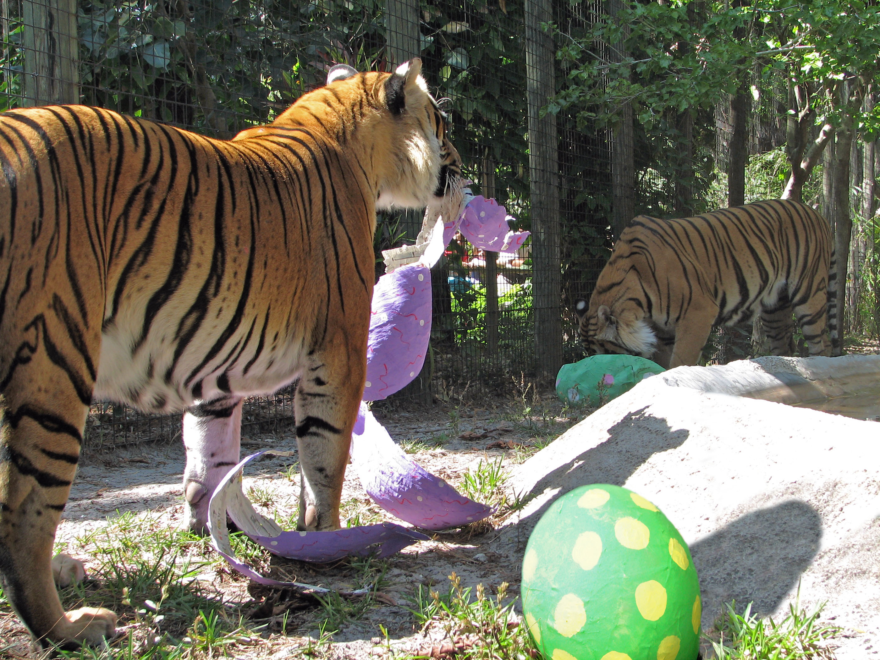 Malayan tigers tear into their meat-filled giant Easter eggs in Naples Zoo at Caribbean Gardens.