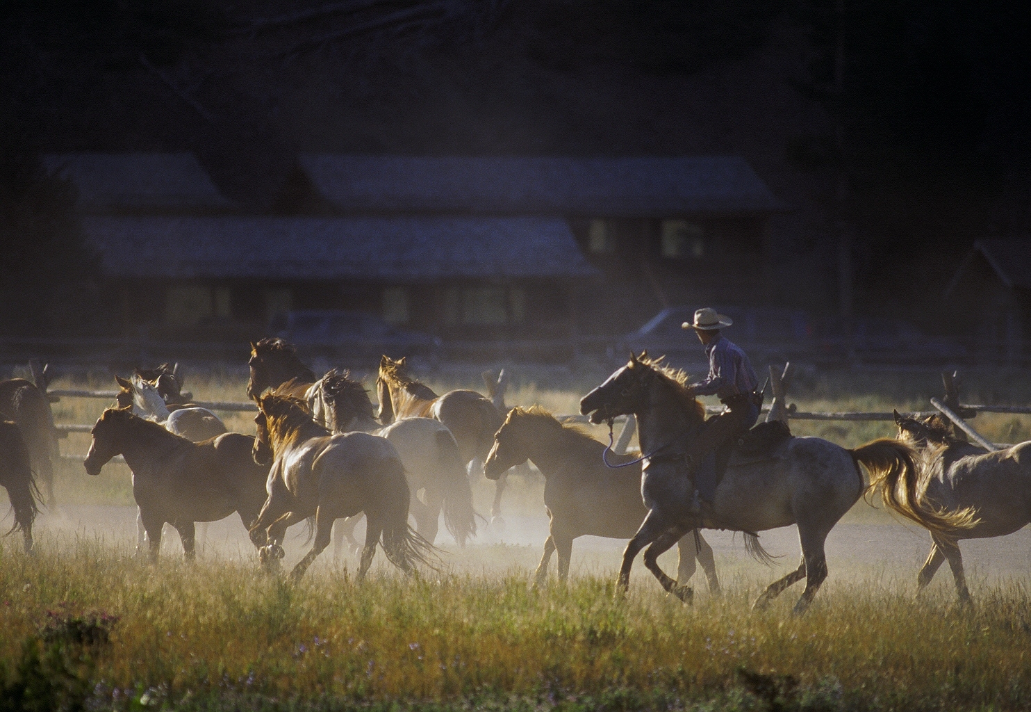The run of the horses each morning & evening at the 320 Guest Ranch