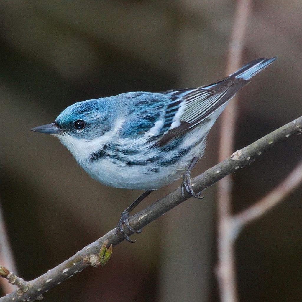 Photo Courtesy of the West Virginia Department of Commerce.   Many migratory birds such as this Cerulean Warbler can be seen during guided bird walks in West Virginia state parks in the spring.