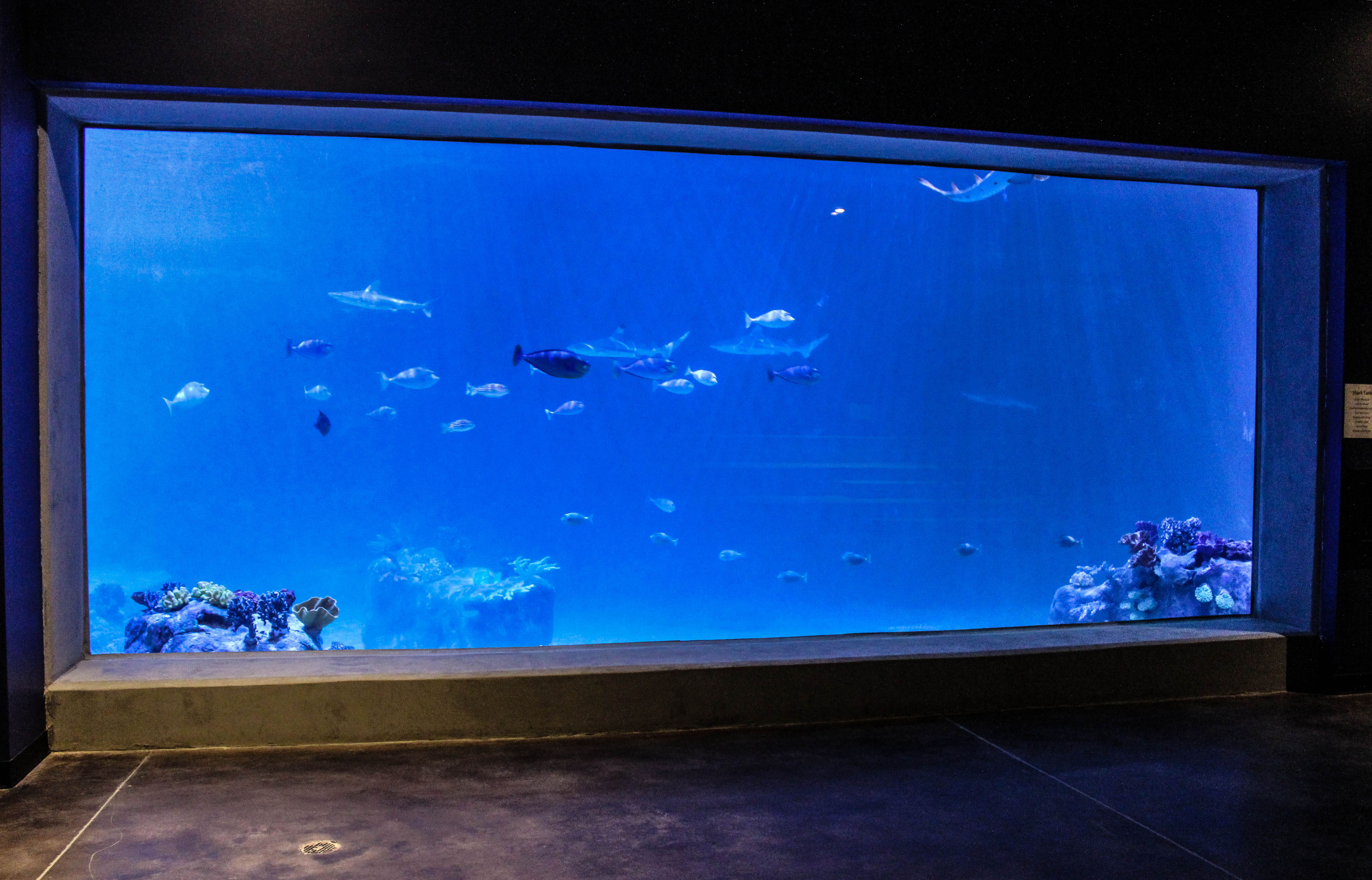 This 20' x 9' R-Cast® acrylic panel is only 5" thick but is able to hold back 300,000 gallons of water - and the sharks that call the tank home.