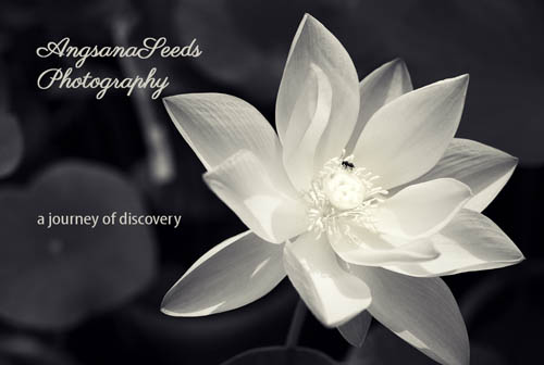 AngsanaSeeds Photography