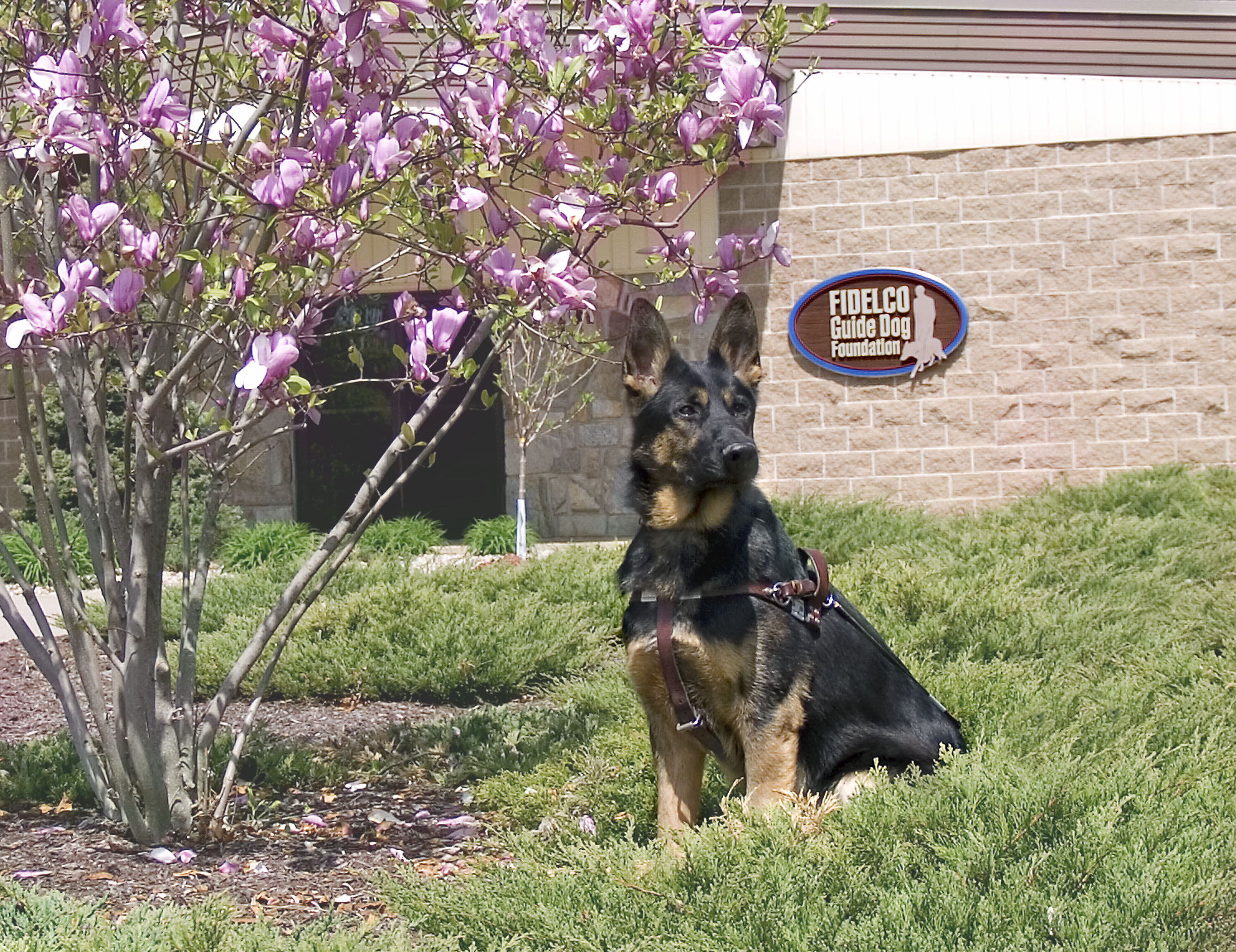 Fidelco Guide Dog Foundation's annual Open House is set for Saturday, May 3rd 2014.