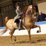 Jordyn Izgrigg riding Ravishing Man (2014 Tampa Charity Horse Show / Saddleseat Equitation Grand Champion)