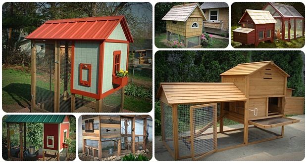 how to build a chicken coop in as little as 3 days review
