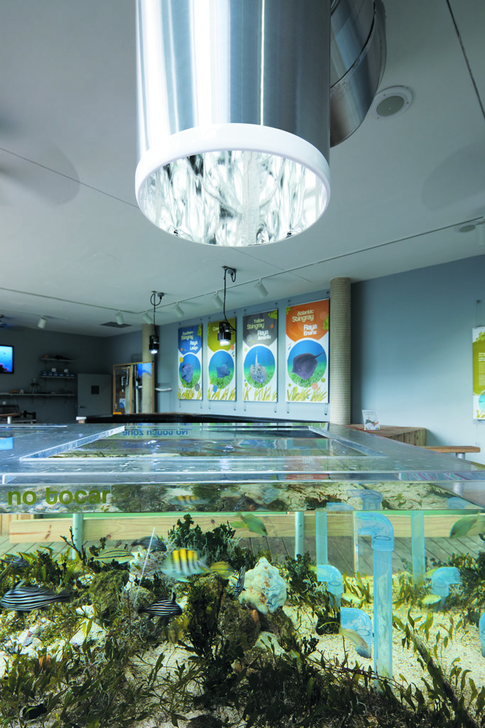 Marine life flourish in daylight at the Miami Science Museum
