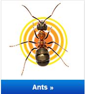 Are Ants Bugging You?
