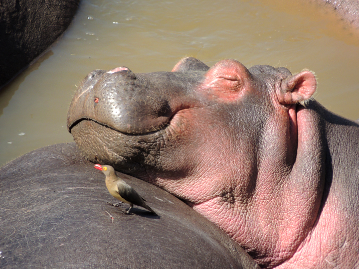 Bob & Elaine Blackburn of Carlsbad, CA's Bronze-Medal Winning Sleeping Hippo Image from their Micato Safaris Tour of East Africa