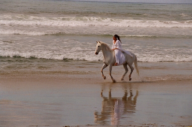 Blanco and Cynthia Royal riding bridleless on a California Beach - Copyright Cynthia Royal
