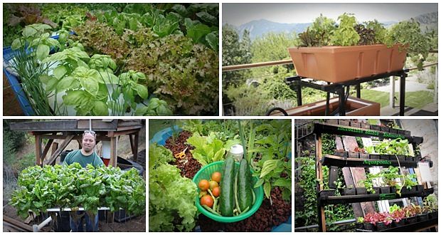 the ultimate guide to home aquaponics system review