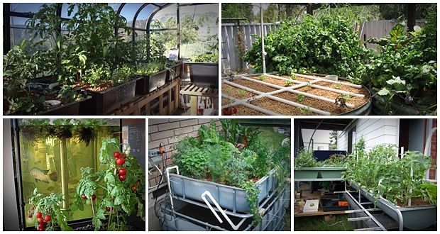 ultimate guide to home aquaponics system review