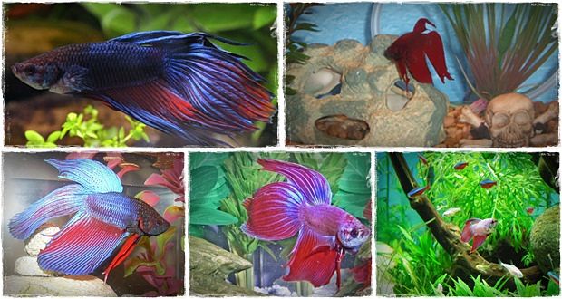caring for betta fish review
