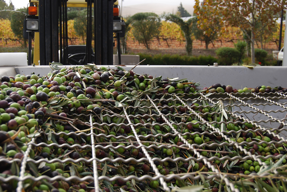 Olives Ready for Milling at The Olive Press | Sonoma, CA