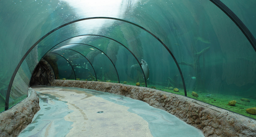 Inside the Freshwater exhibit is a curved tunnel that is 87 feet long and gives 180 degree views.