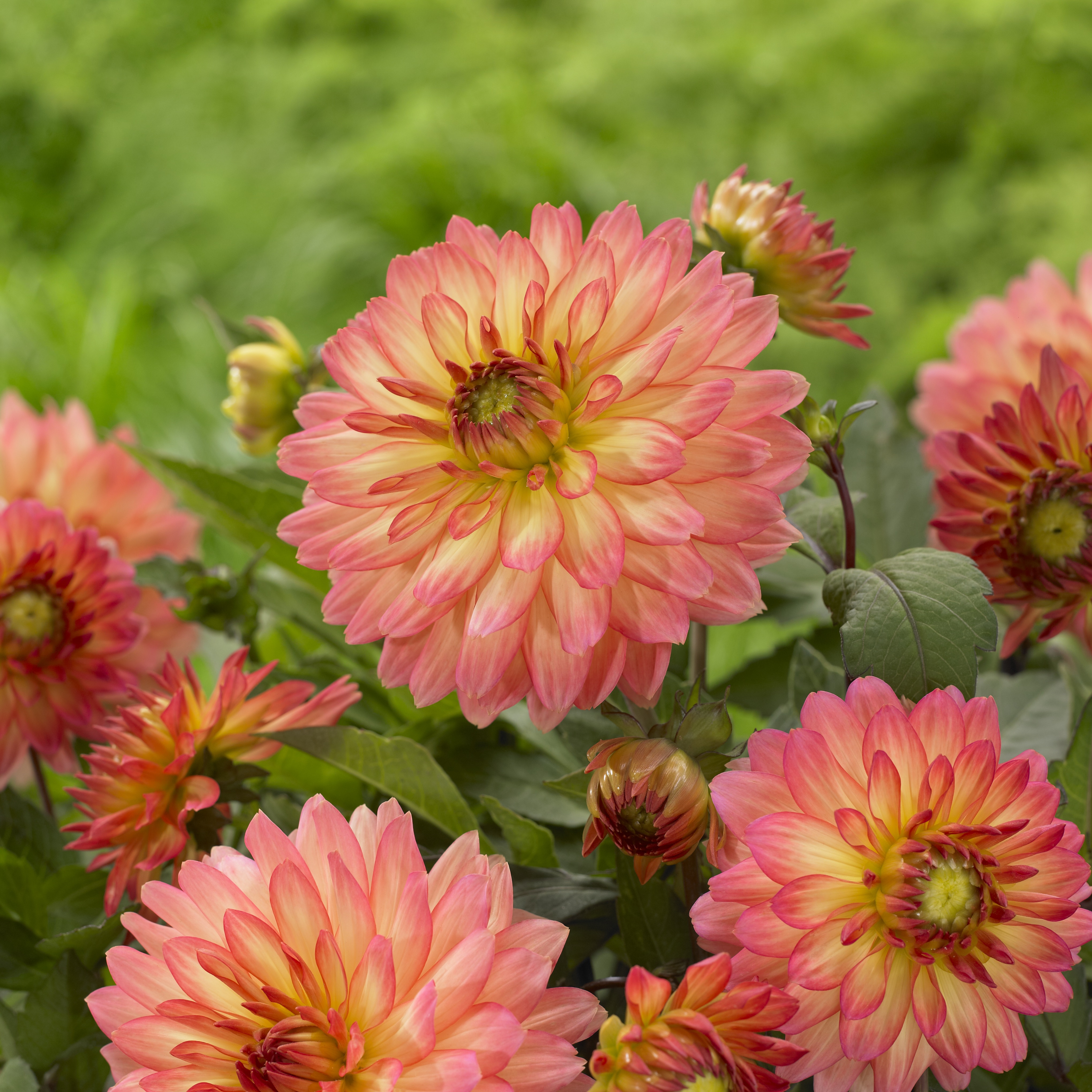 Select from more than 40 different varieties of begonias, dahlias and calla lilies to find just the right flower bulb for Mom’s color preferences.