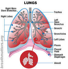 New Stem Cell Based Treatment for COPD; Nebulized Pure PRP System Uses ...